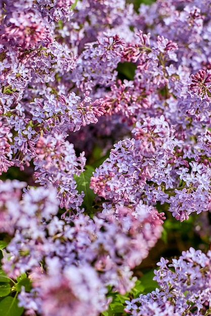 Flores lilás brilhantes em um lindo dia ensolarado de verão. Arbustos lilases de grande beleza florescem na natureza. A primavera chegou