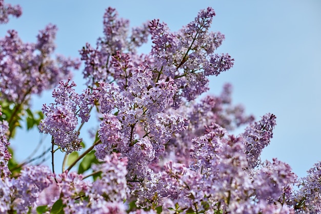 Flores lilas brillantes y cielo azul