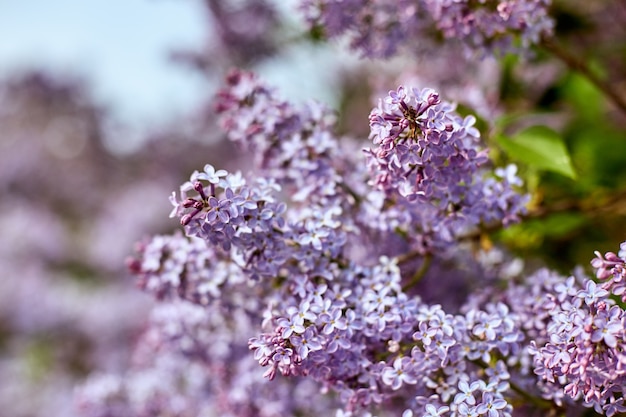 Flores lilas brillantes en un hermoso día soleado de verano. Grandes arbustos de color lila de belleza florecen en la naturaleza.