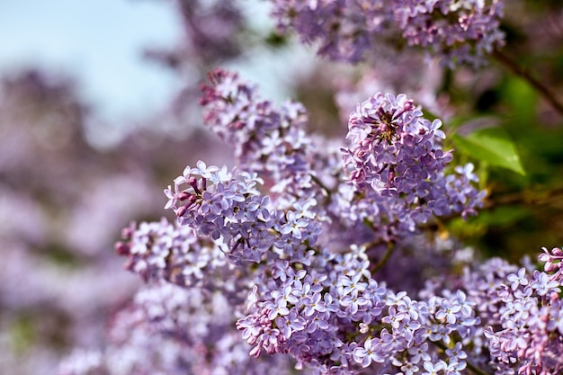 Flores lilas brillantes en un hermoso día