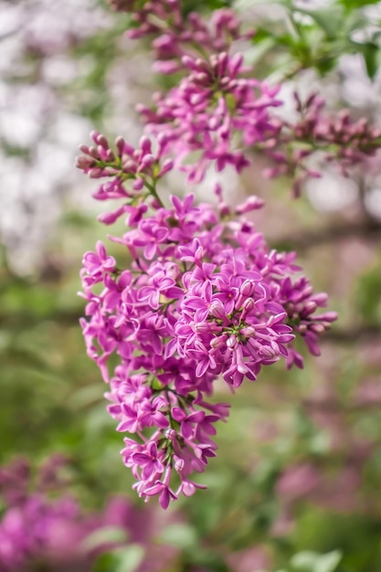 Flores lilas brillantes en la naturaleza primaveral