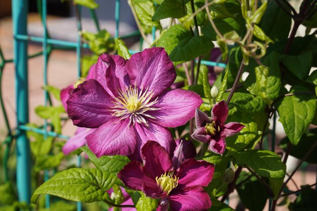 Flores lilás clematis em close-up cercadas por folhas verdes Um galho com flores da primavera flores lilás rosa florescendo fundo floral