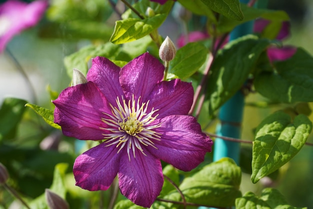 Flores lilás clematis em close-up cercadas por folhas verdes Um galho com flores da primavera flores lilás rosa florescendo fundo floral