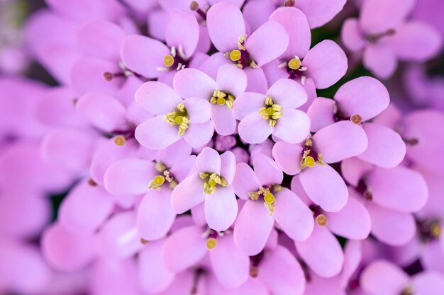 Flores lilás com foco seletivo suave da bela natureza Cores lilás de fundo desfocadas de verão