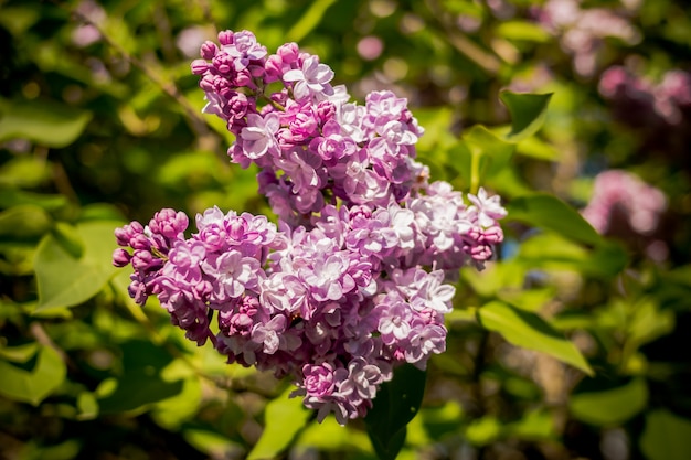 Flores lilás com folhas verdes em dia ensolarado de primavera.