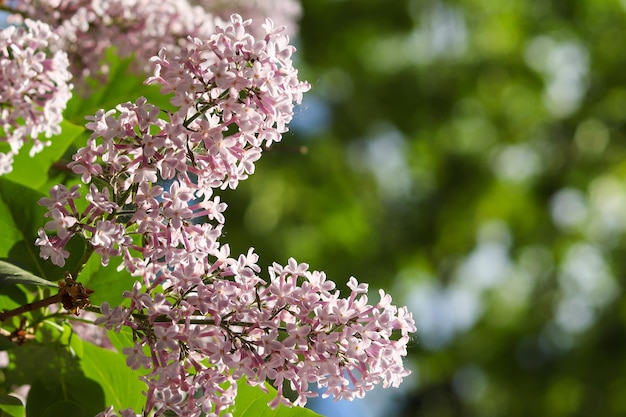 Flores lilás contra fundo verde com espaço de cópia Detalhes da natureza da primavera Cartão de saudação