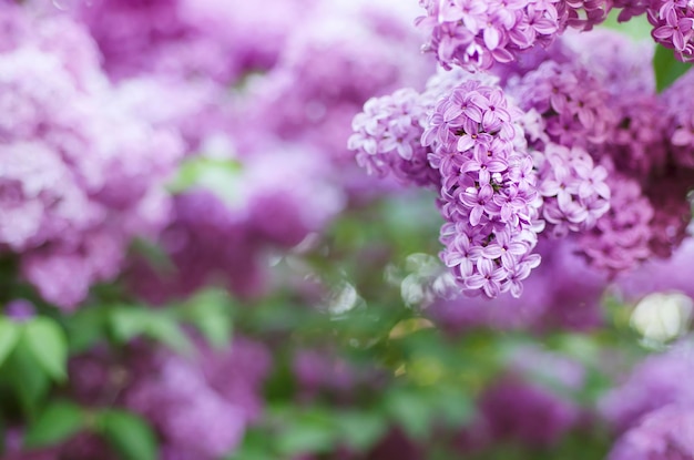 Flores lilás da primavera