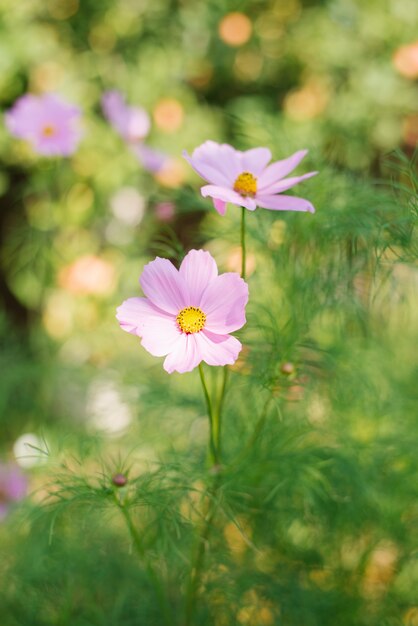 Foto flores lilás de cosmea crescem no jardim no verão