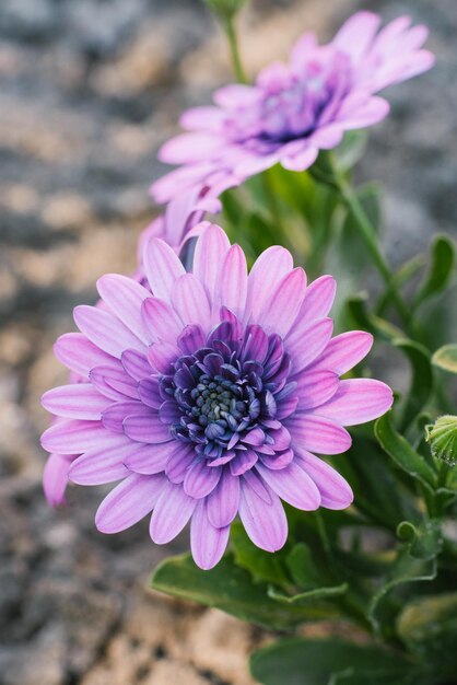 Foto flores lilás de osteospermum no verão no jardim