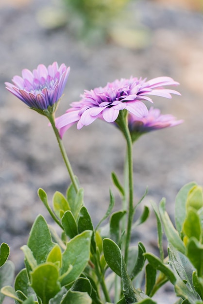 Flores lilás de osteospermum no verão no jardim