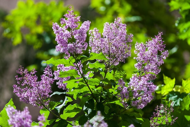 Flores lilás em um dia ensolarado