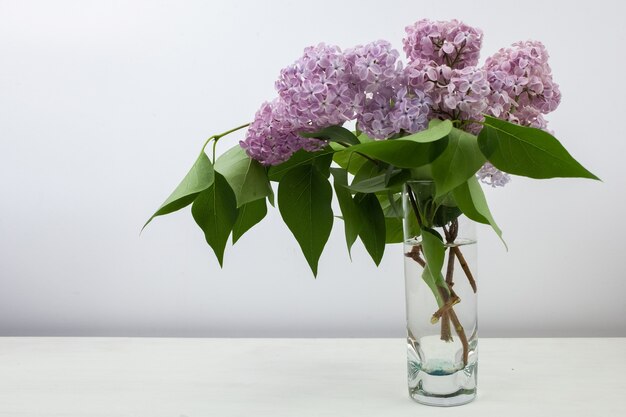 Flores lilás em vaso de vidro sobre fundo branco