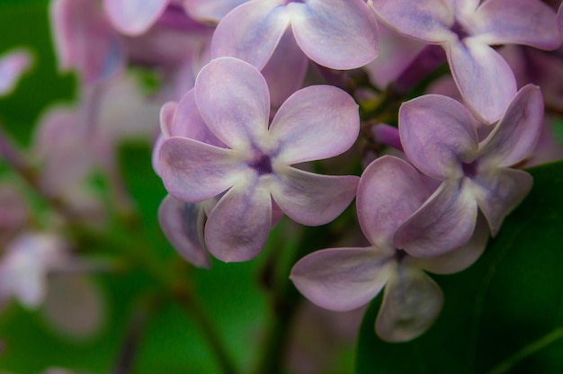 Flores lilás fecham Flores com 5 pétalas