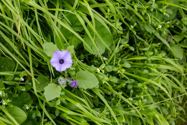 Flores lilas en forma de cono en plantas de hojas verdes