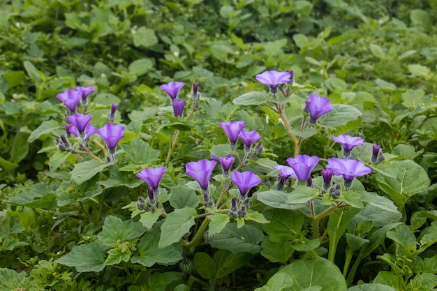 Flores lilas en forma de cono en plantas de hojas verdes