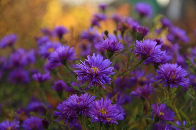 Flores lilas en forma de margaritas en otoño sobre un fondo beige