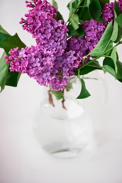 Flores lilas frescas en jarrón de vidrio de cerca aisladas sobre fondo blanco