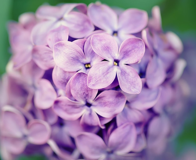 Flores lilas macro