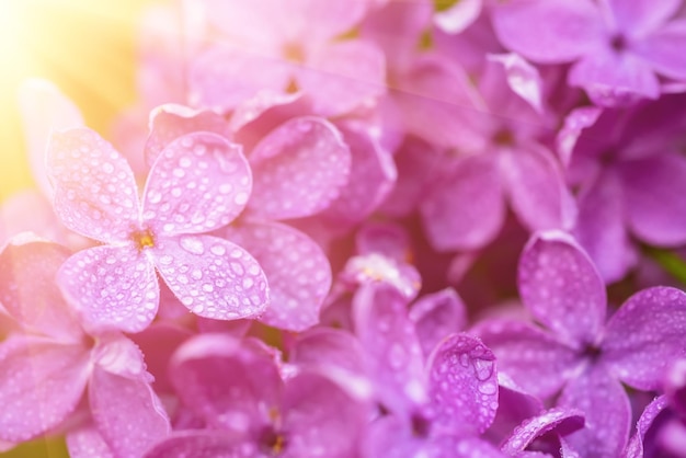 Flores lilas macro