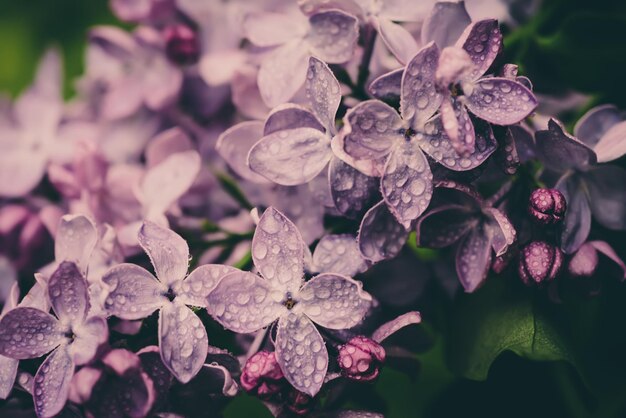 Flores lilas macro