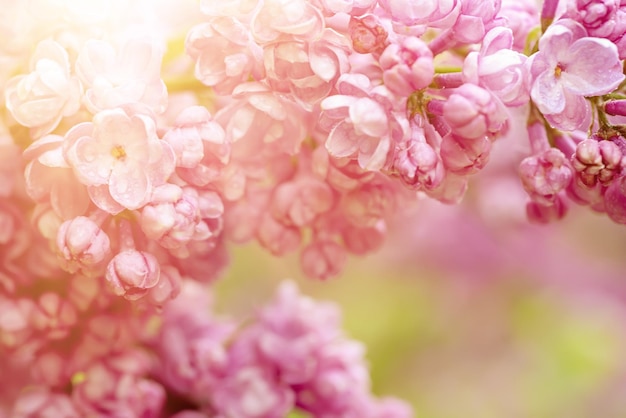 Flores lilas macro