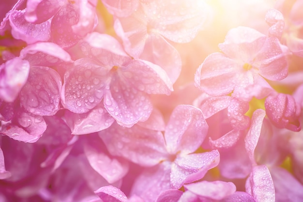 Flores lilas macro