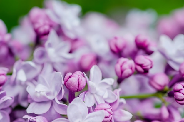 Flores lilas macro