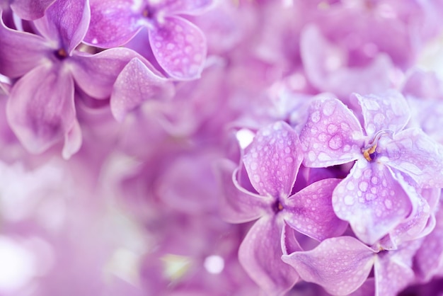 Flores lilas macro