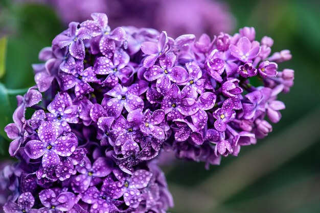 Flores lilas macro