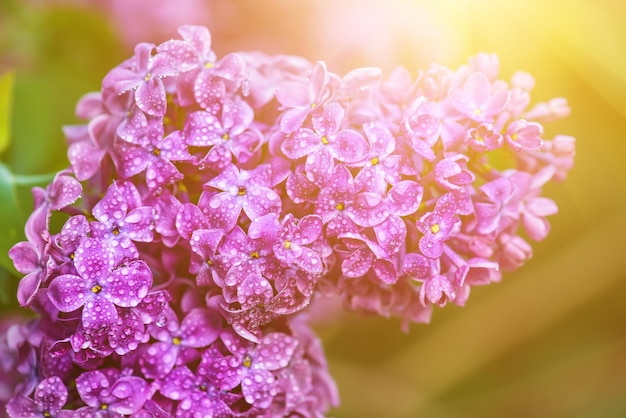 Flores lilas macro