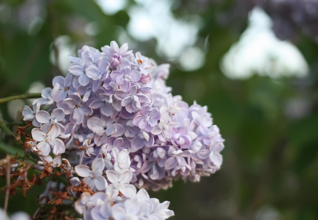 Flores lilas moradas al aire libre bajo la luz del sol