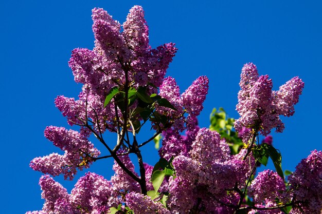 Flores lilas moradas en un arbusto