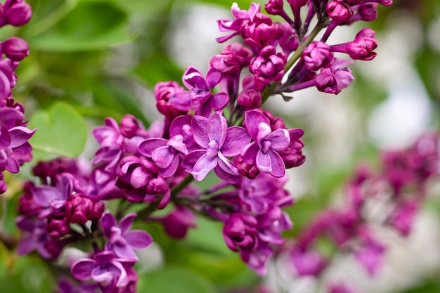 Flores lilas moradas Hermosa flor de fondo