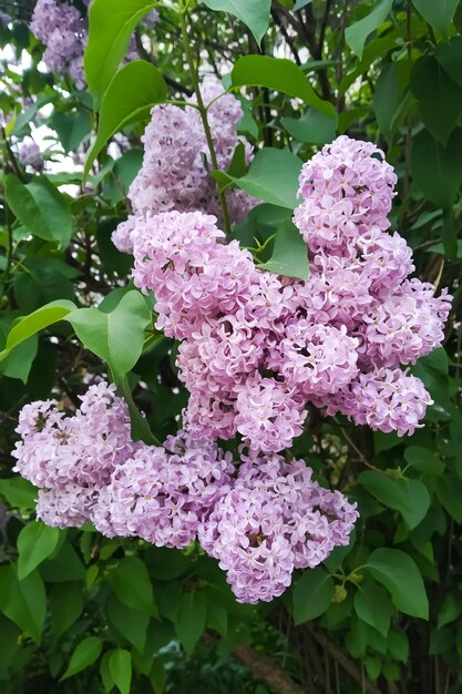 Flores lilas moradas entre hojas verdes de cerca