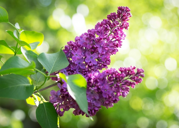 Flores lilas moradas en un jardín.