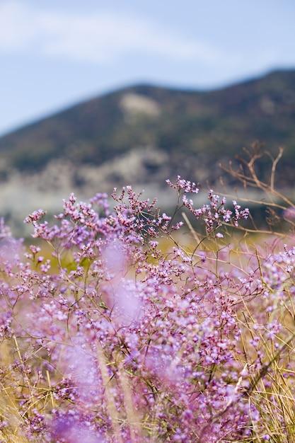 Flores lilás no fundo das montanhas