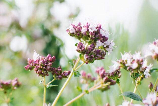 Flores lilas de orégano u orégano florecen en verano en el jardín de cerca, enfoque selectivo