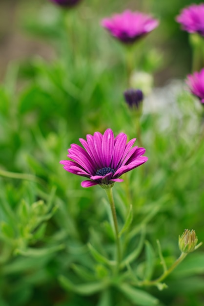 Flores lilas de osteospermum crecen en el jardín