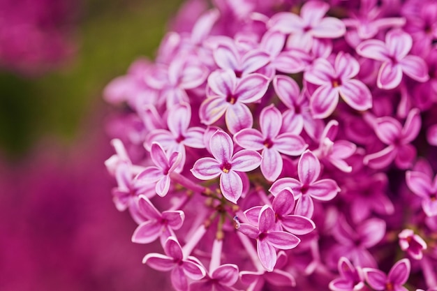 Flores lilás perfumadas Syringa vulgaris Profundidade de campo rasa