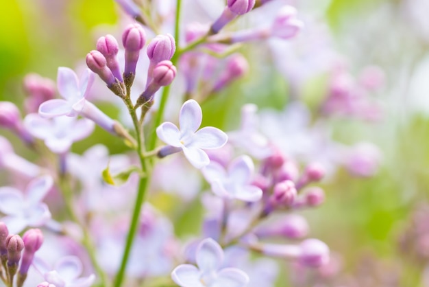 Flores lilás Primavera floral fundo