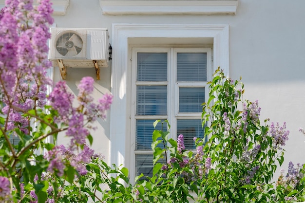 Flores lilas de primavera con ventana de madera antigua y pared de cemento blanco en casa