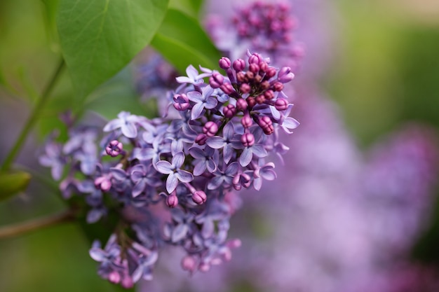 Flores lilas púrpuras de cerca