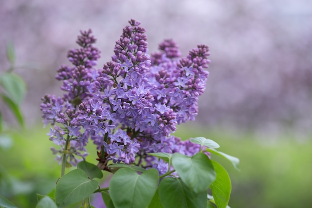 Flores lilas púrpuras en primavera