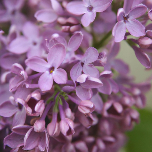 Flores lilás roxas como pano de fundo Lilás Syringa é um gênero de arbusto pertencente à família das oliveiras Oleaceae Jardim florido Cheiro e aroma de lilás Imagem para a etiqueta A chegada da primavera