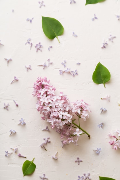 Flores lilás roxas em branco