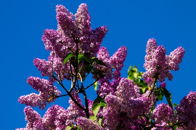 Flores lilás roxas em um arbusto