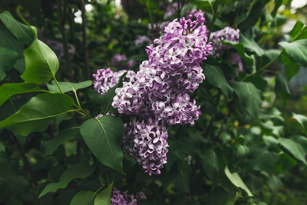 Flores lilás roxas