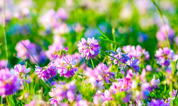 Flores lilas silvestres por la mañana en el campo