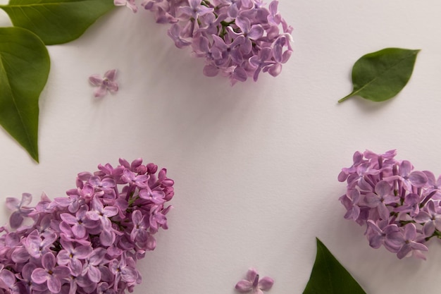 Flores lilas sobre un fondo blanco con espacio para texto Banner Spring time