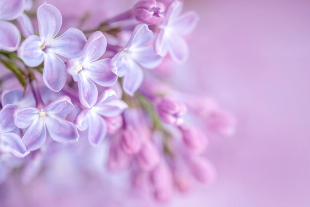 Flores lilas sobre un fondo natural suave enfoque selectivo